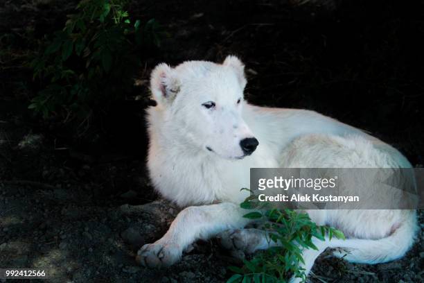 White Wolf Dog Photos and Premium High Res Pictures - Getty Images