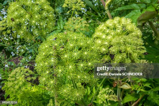 france, loire-et-cher, domaine de chaumont-sur-loire, labelled remarkable garden, kitchen garden, wild celery (angelica archangelica) - loire et cher foto e immagini stock