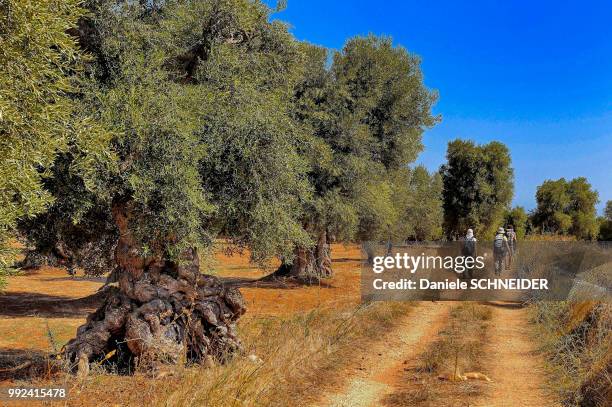 italy, apulia, itria valley, near ostuni, hikers on a road in a centenarian olive grove - pedestrian walkway stock pictures, royalty-free photos & images