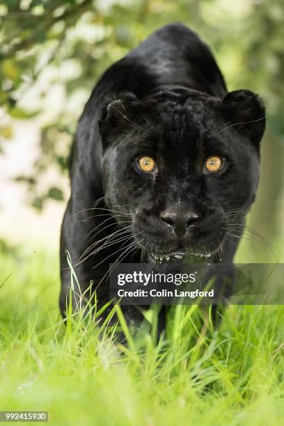 black jaguar - black leopard stock-fotos und bilder