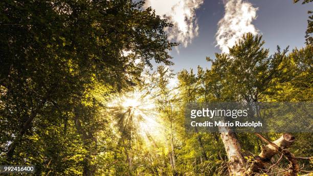 im wald - rudolph stock pictures, royalty-free photos & images