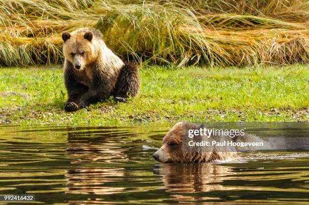 young grizzlies @ vancouver island - hoogeveen fotografías e imágenes de stock