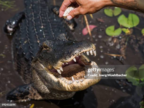 feeding the beast - the beast stock pictures, royalty-free photos & images