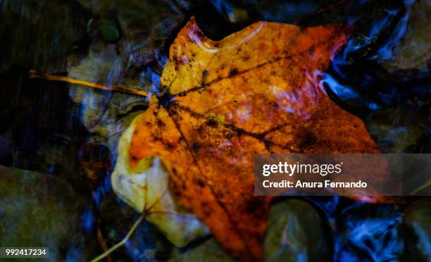 fall - anura stock pictures, royalty-free photos & images