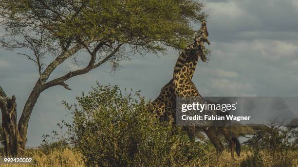 fighting giraffe bulls - giraffe fighting stock pictures, royalty-free photos & images