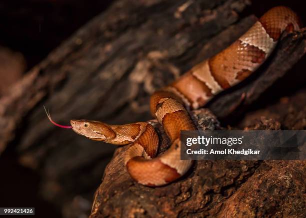 copperhead snake, agkistrodon contortrix - squamata stock pictures, royalty-free photos & images