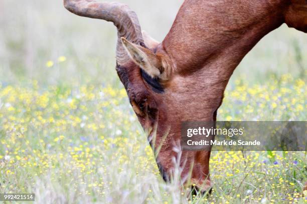 red harte-beest - the eye - hartebeest foto e immagini stock