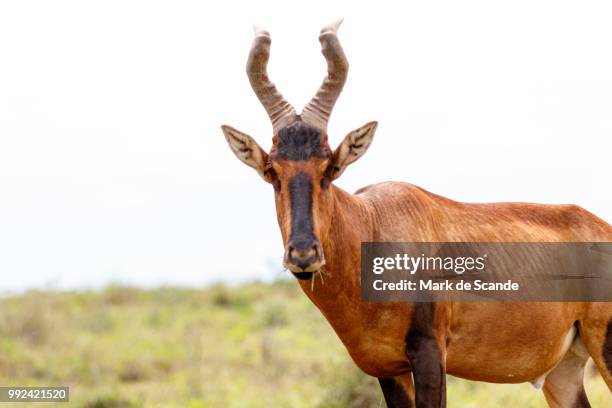 red harte-beest - looking - hartebeest stock pictures, royalty-free photos & images