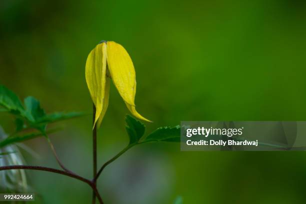 golden clematis - dolly golden 個照片及圖片檔