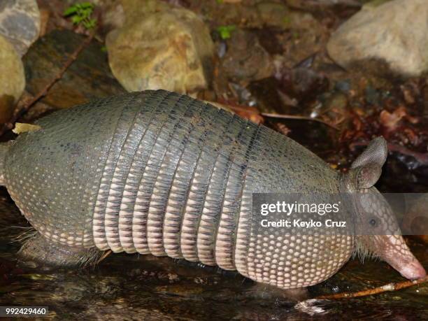 armadillo de nueve bandas en el bosque - bosque stock pictures, royalty-free photos & images