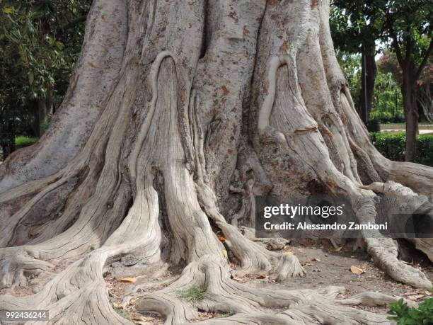 ancient tree in maria luisa park, sevilla - luisa fotografías e imágenes de stock