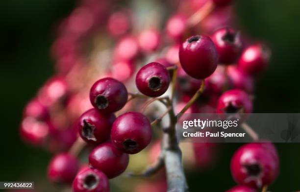 berries - may flowers stock pictures, royalty-free photos & images