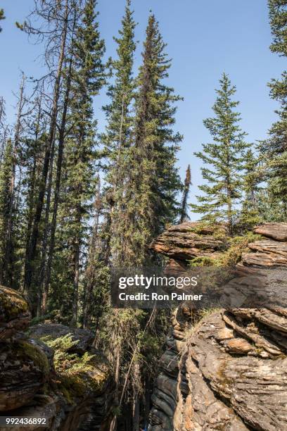 athabasca falls - athabasca falls stock pictures, royalty-free photos & images