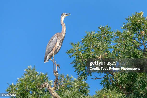 Higher Perch 3,751 High Perch Stock Photos, High-Res Pictures, and Images - Getty Images