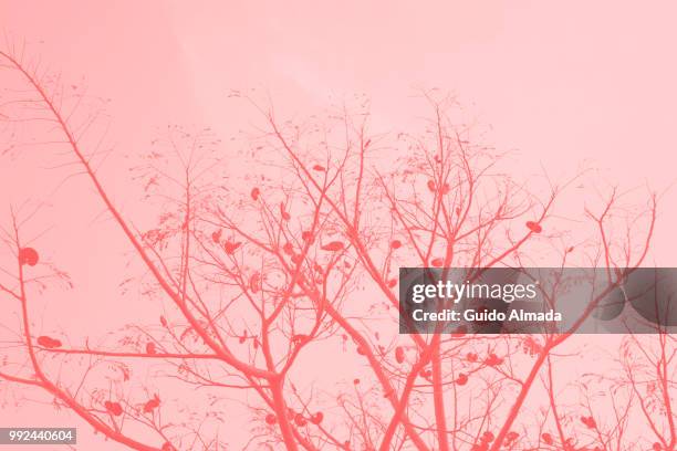 arbol rojo - rojo stock pictures, royalty-free photos & images