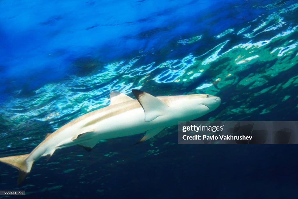 Caribbean reef shark
