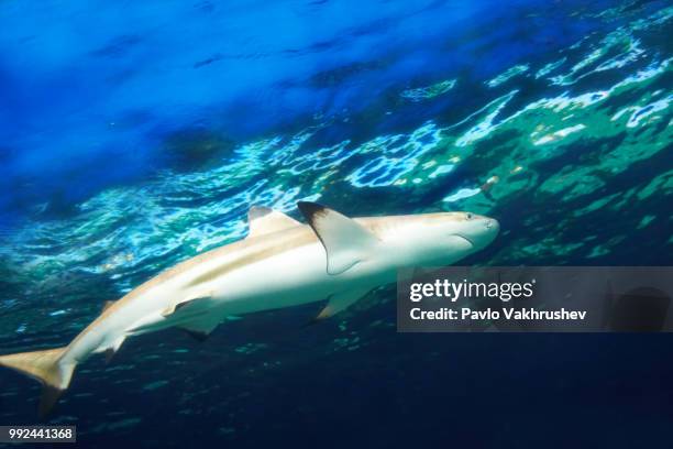 caribbean reef shark - caribbean reef shark imagens e fotografias de stock