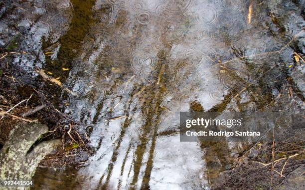 cielo de arboles - cielo stock pictures, royalty-free photos & images