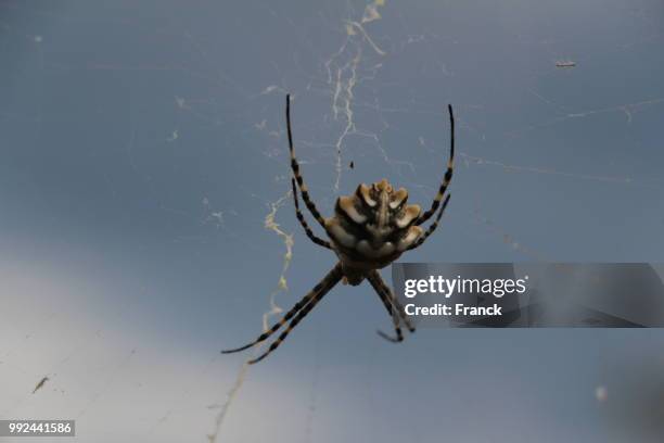 beautiful spider - orb weaver spider stock pictures, royalty-free photos & images