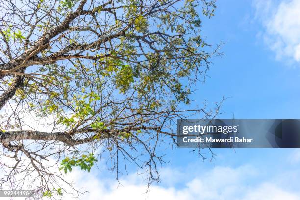 tree branch with blue skies - branch plant part stockfoto's en -beelden