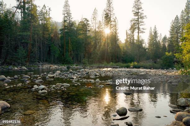 cedar groove, kings canyon national park, california - cedar river stock pictures, royalty-free photos & images