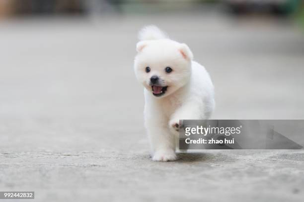lovely pomeranian - pomeranian puppy stock pictures, royalty-free photos & images