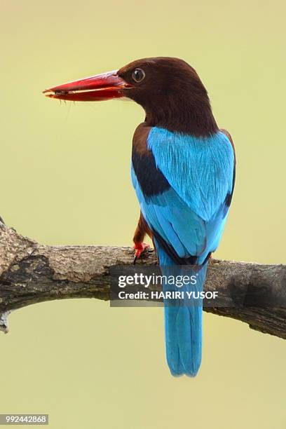 white throated kingfisher - hariri stock pictures, royalty-free photos & images