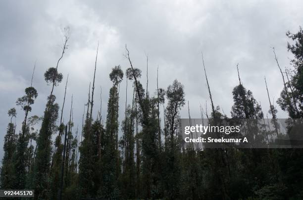 skyward - acid rain stock pictures, royalty-free photos & images