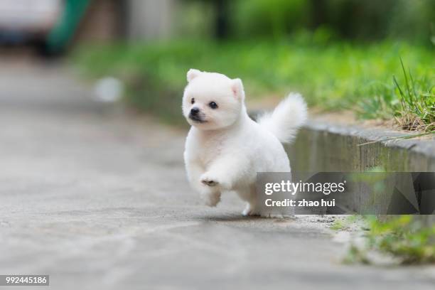 lovely pomeranian - bichon frise stock pictures, royalty-free photos & images
