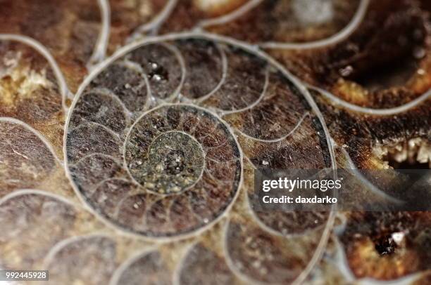 Fractale Shell Fractal Shell Photos and Premium High Res Pictures - Getty Images