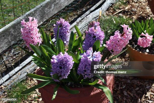 pot plant of flower - pot plant stock pictures, royalty-free photos & images