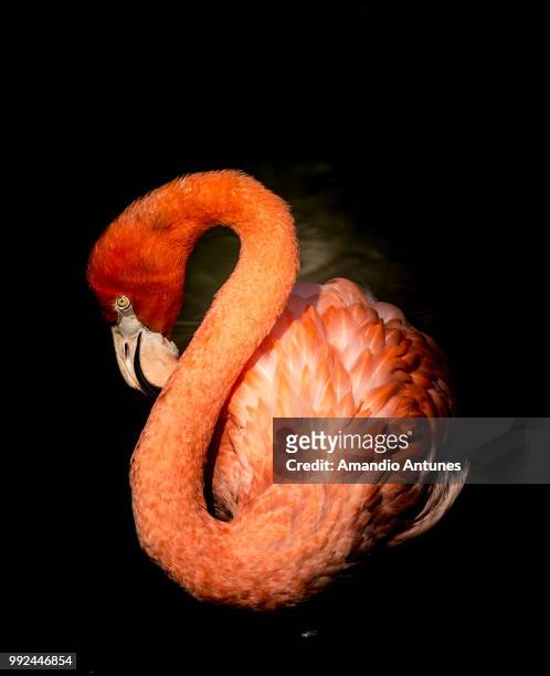 flamant rose - roter flamingo stock-fotos und bilder