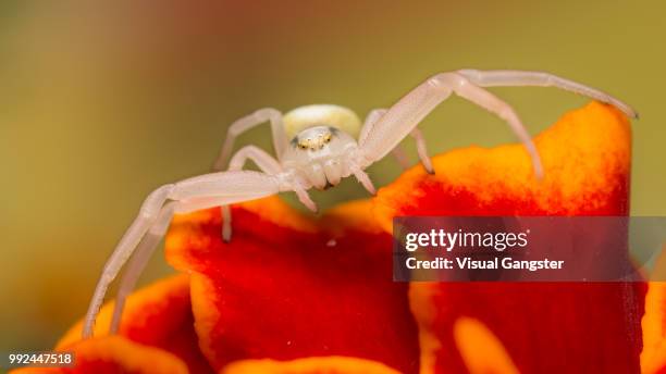 flower crab spider - spider crab stock pictures, royalty-free photos & images