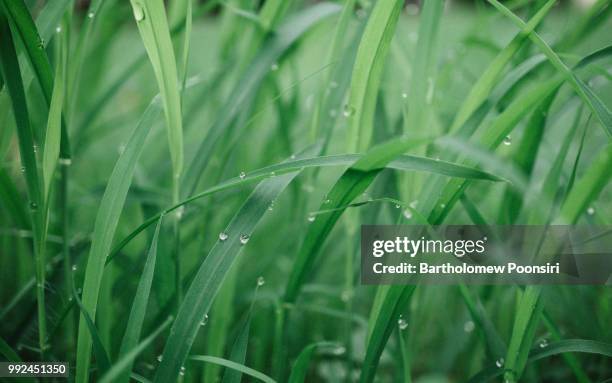 jewels in the grass - bartholomew stock pictures, royalty-free photos & images