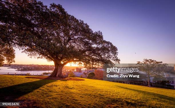 observatory hill park sunset sydney - sydney at dusk ストックフォトと画像