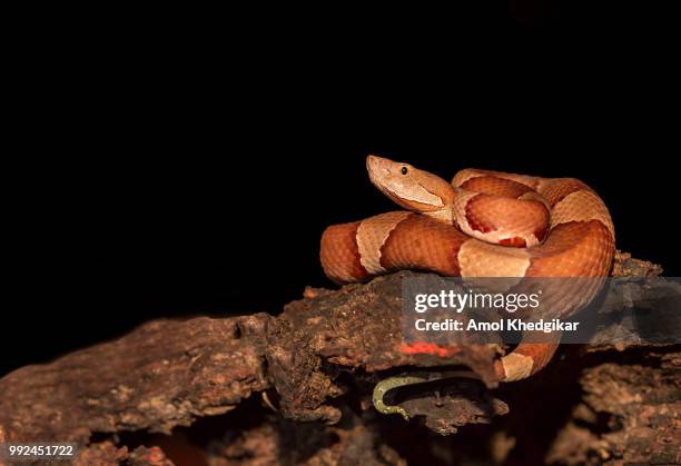 copperhead snake, agkistrodon contortrix - herpetology stock pictures, royalty-free photos & images