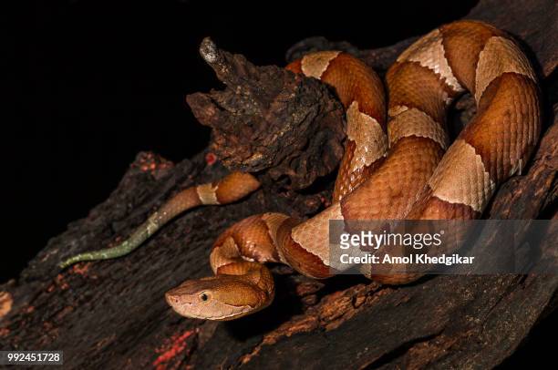 copperhead snake, agkistrodon contortrix - schuppenkriechtiere stock-fotos und bilder