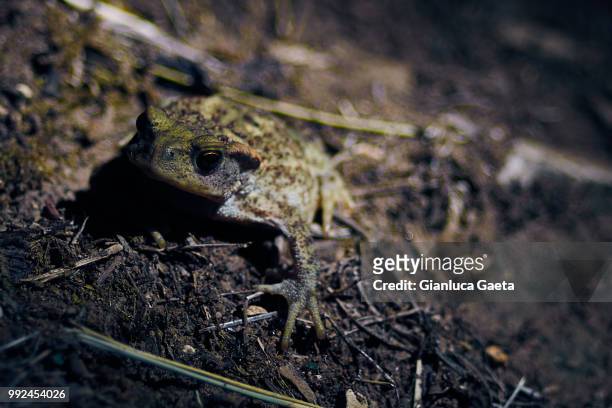 toad - anura stock pictures, royalty-free photos & images