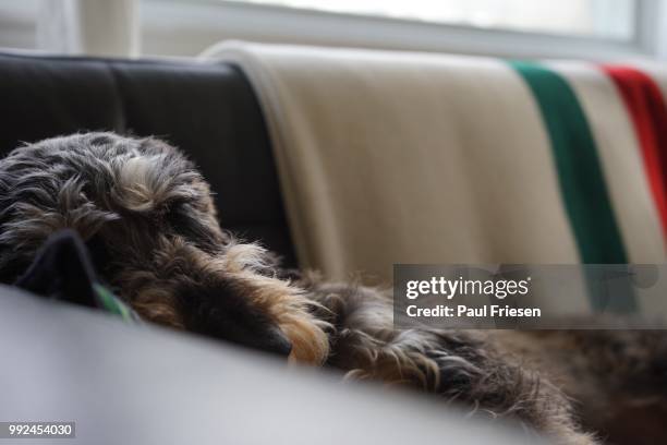 a wire-haired dachshund sleeping on a sofa. - wire haired dachshund stock pictures, royalty-free photos & images