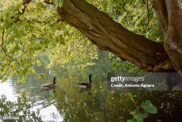 rood klooster - klooster stock pictures, royalty-free photos & images