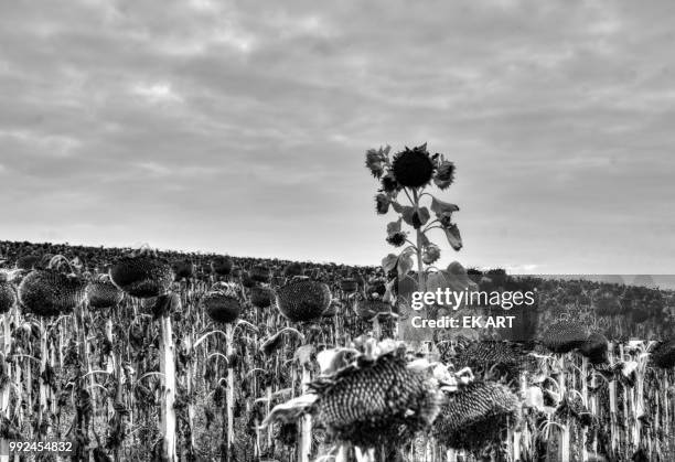 buch am ahorn, germany - buch stock pictures, royalty-free photos & images