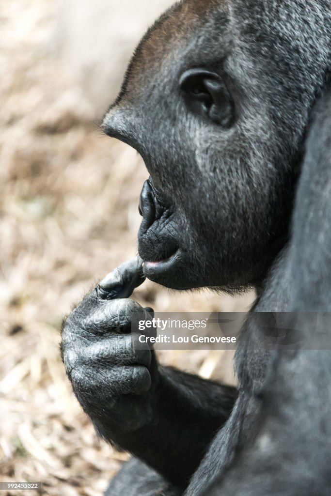 GorillaProfile