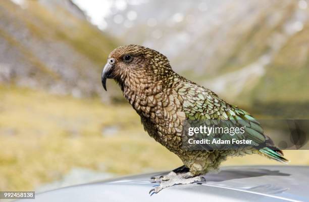 wild kea - kea stock pictures, royalty-free photos & images