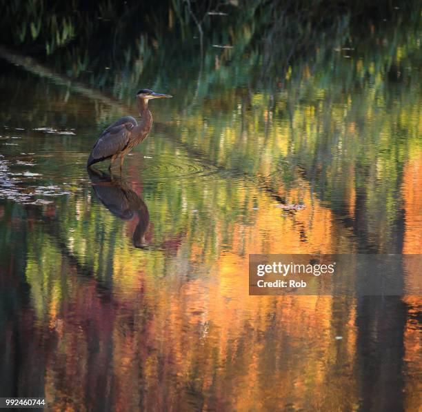 great blue heron, bass pond - rob heron stock pictures, royalty-free photos & images