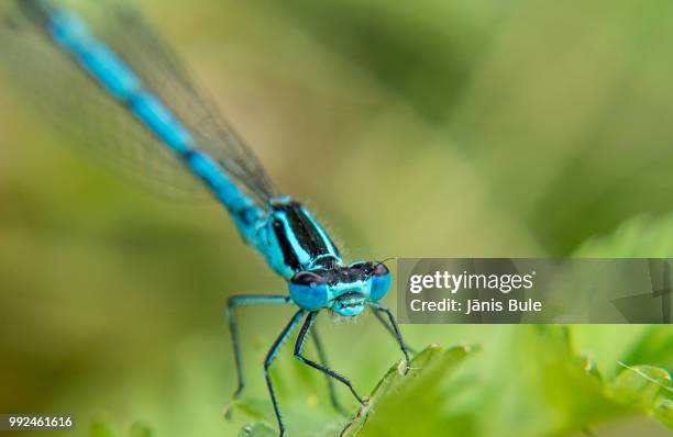 sam_1168.jpg - bule stock pictures, royalty-free photos & images