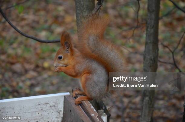 feeding squirrel - halten stock pictures, royalty-free photos & images