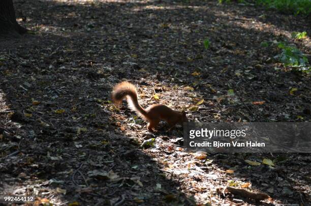 digging squirrel - halten stock pictures, royalty-free photos & images