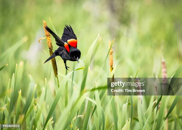 red-winged blackbird flight - euplectes orix stock pictures, royalty-free photos & images