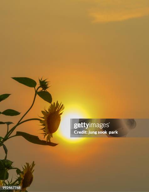 sunrise sunflower - park jung stockfoto's en -beelden