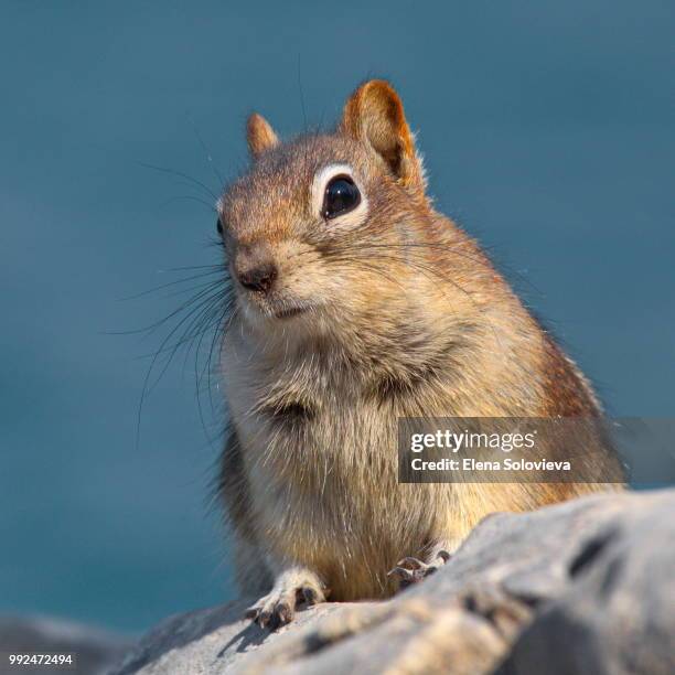 close-up portrait - golden mantled ground squirrel imagens e fotografias de stock